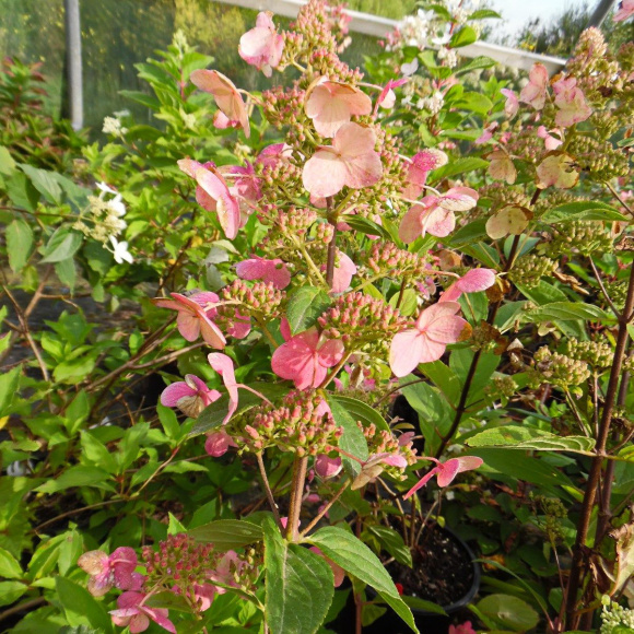 Гортензия Матильда (Mathilde) метельчатая купить с доставкой