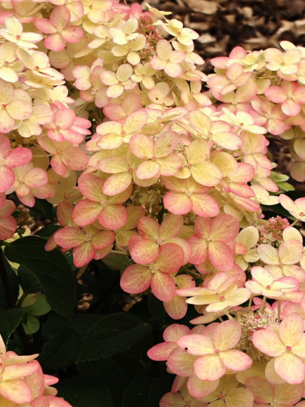 Гортензия Панфлора (Panflora) метельчатая купить с доставкой