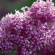 Сирень Китайская (Syringa x chinensis) купить с доставкой