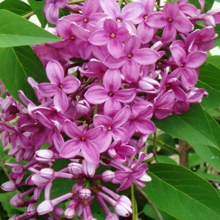 Сирень Китайская (Syringa x chinensis)