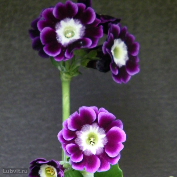 Примула Джойс (Joyce) купить с доставкой