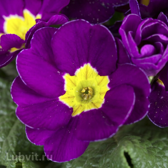 Примула Джойс (Joyce) купить с доставкой