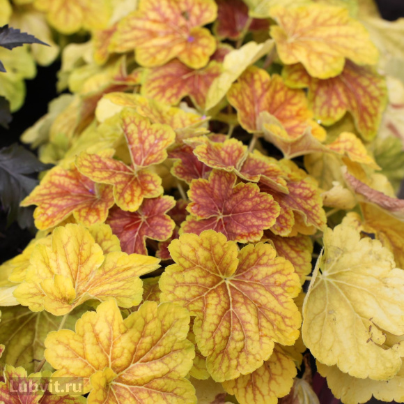 Гейхера Дельта Даун (Delta Dawn) купить с доставкой