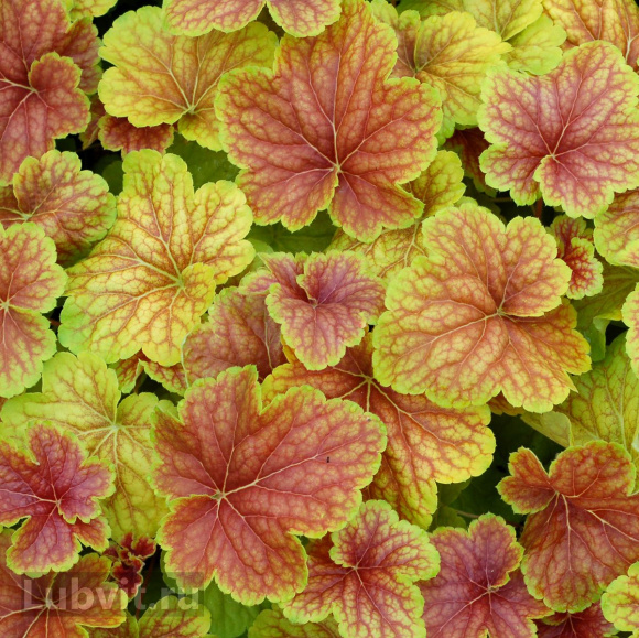 Гейхера Дельта Даун (Delta Dawn) купить с доставкой