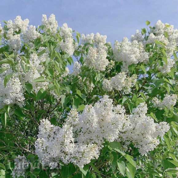 Сирень Русский север купить с доставкой