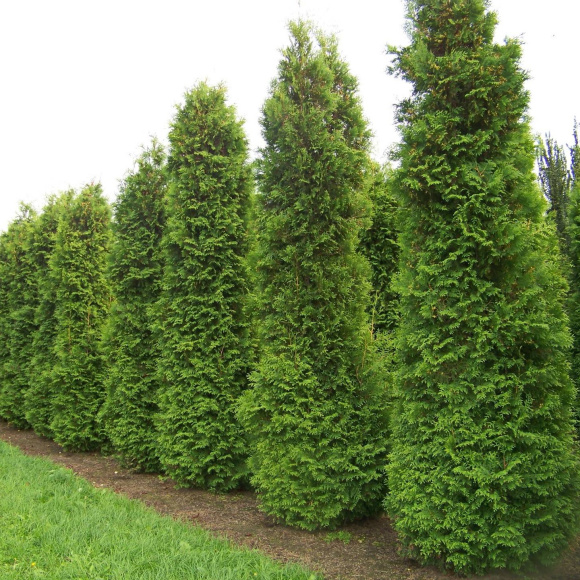 Туя Дугласи Пирамидалис (Douglasii Pyramidalis) купить с доставкой