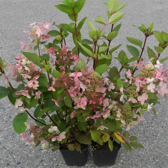 Гортензия Эрли Гари (Early Harry) метельчатая купить с доставкой