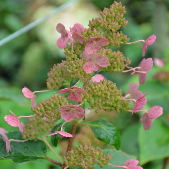 Гортензия Эрли Гари (Early Harry) метельчатая купить с доставкой