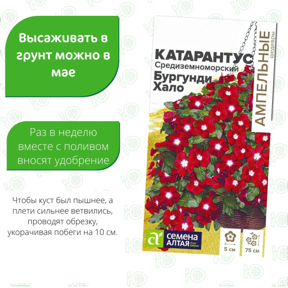 Катарантус Средиземноморский Бургунди Хало [Семена алтая] купить с доставкой