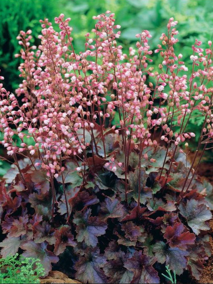 Гейхера Кассис Блэк (Cassis Black) купить с доставкой