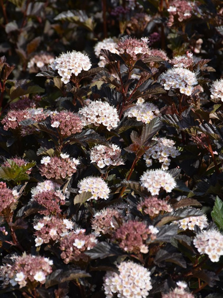 Пузыреплодник Петит Плюм (Petite Plum) купить с доставкой