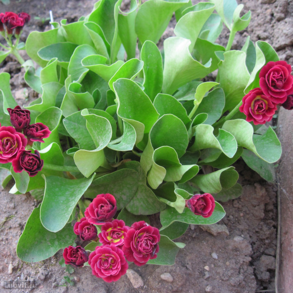 Примула Кримсон Глоу (Crimson Glow) купить с доставкой