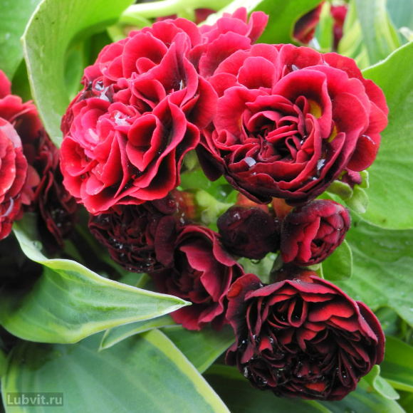 Примула Кримсон Глоу (Crimson Glow) купить с доставкой