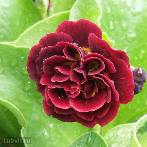 Примула Кримсон Глоу (Crimson Glow) купить с доставкой