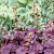 Гейхера Плюм Роял (Plum Royal) купить с доставкой