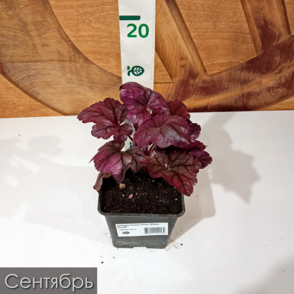 Гейхера Плюм Роял (Plum Royal) купить с доставкой