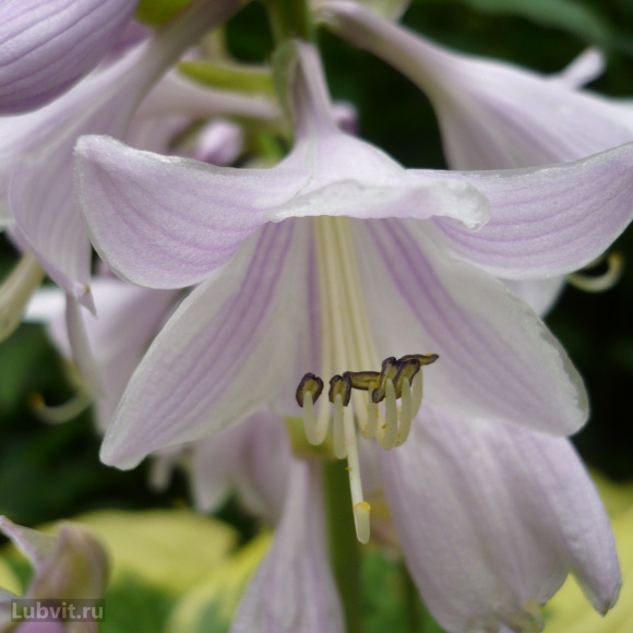 Хоста Вайд Брим (Wide Brim) [M] купить с доставкой