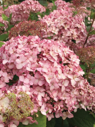 Гортензия Мэджикал Пинкербелл (Magical Pinkerbell) древовидная