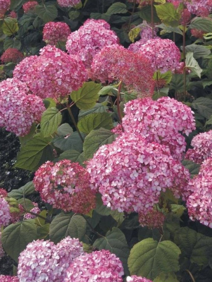 Гортензия Мэджикал Пинкербелл (Magical Pinkerbell) древовидная купить с доставкой