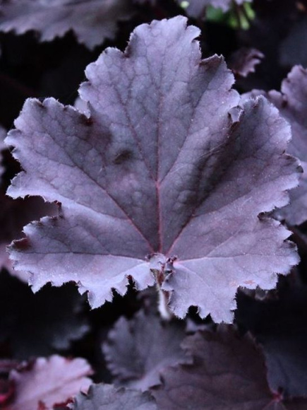 Гейхера Бинош (Binoche) купить с доставкой