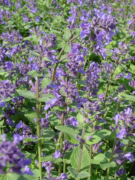 Котовник Фассена Блю Вандер (Blue Wonder) купить с доставкой