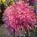 Хризантема Спайдер Пинк (Spider Pink) купить с доставкой