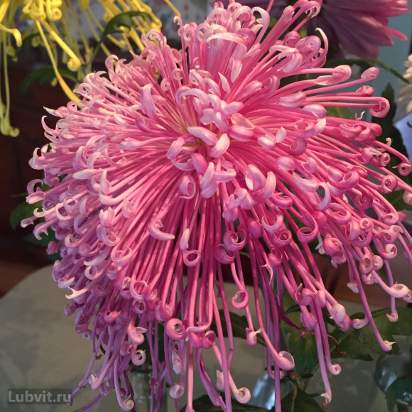 Хризантема Спайдер Пинк (Spider Pink) купить с доставкой