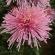 Хризантема Спайдер Пинк (Spider Pink) купить с доставкой