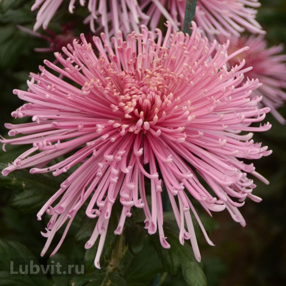 Хризантема Спайдер Пинк (Spider Pink) купить с доставкой