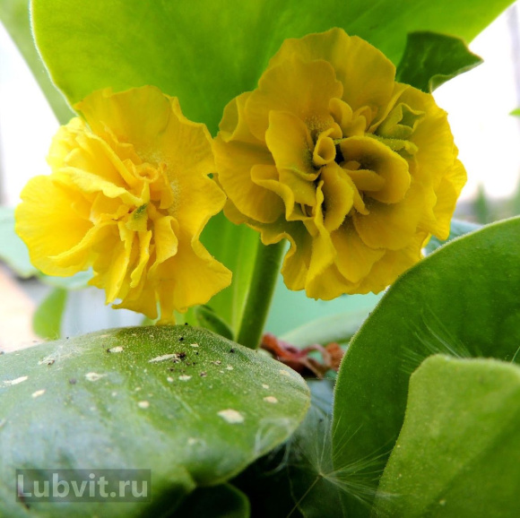 Примула Форест Лемон (Forest Lemon) купить с доставкой