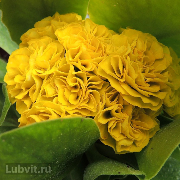 Примула Форест Лемон (Forest Lemon) купить с доставкой