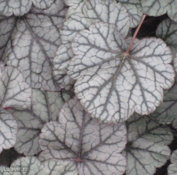 Гейхера Сильвер Скроллс (Silver Scrolls) купить с доставкой