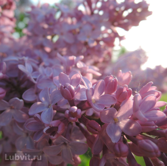 Сирень Маршал Бирюзов купить с доставкой