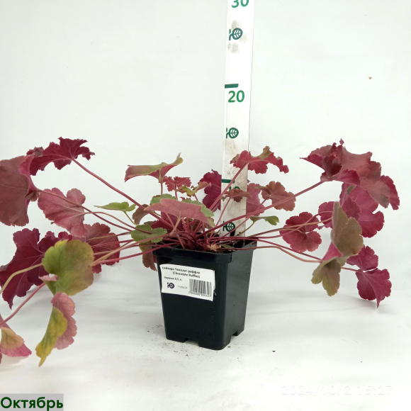 Гейхера Чоколат раффлз (Chocolate Ruffles) купить с доставкой