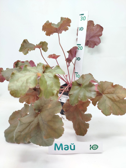 Гейхера Чоколат раффлз (Chocolate Ruffles) купить с доставкой