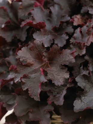 Гейхера Билберри (Bilberry)