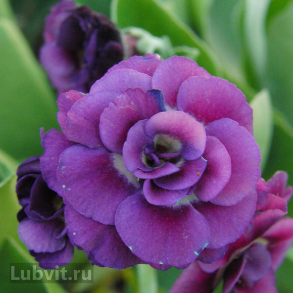 Примула Ксавьер (Xaver) купить с доставкой