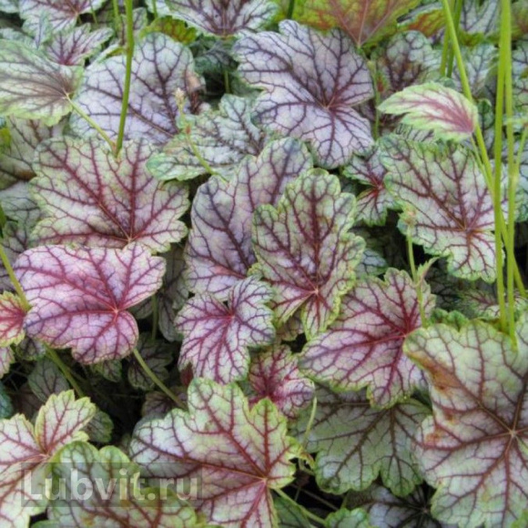 Гейхера Венус (Venus) купить с доставкой