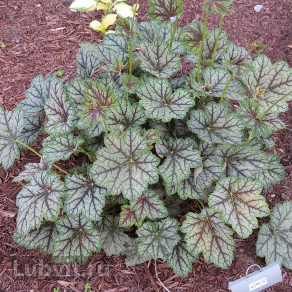 Гейхера Венус (Venus) купить с доставкой