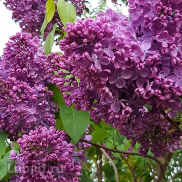 Сирень Маршал Соколовский купить с доставкой