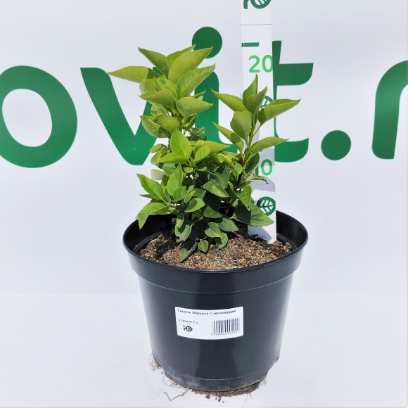 Сирень Маршал Соколовский купить с доставкой