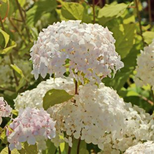 Гортензия Кандибелл Маршмэллоу (Candybelle Marshmallow) древовидная