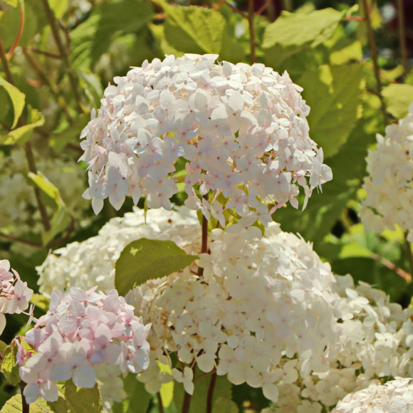 Гортензия Кандибелл Маршмэллоу (Candybelle Marshmallow) древовидная купить с доставкой