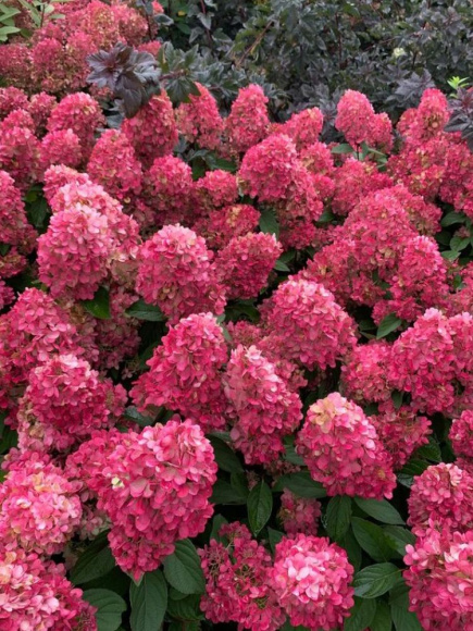 Гортензия Бонфайер (Bonfire) метельчатая купить с доставкой