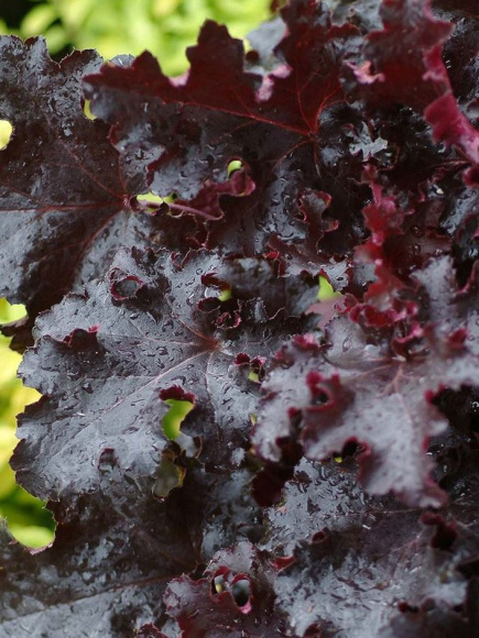 Гейхера Блэк Бьюти (Black Beauty) купить с доставкой