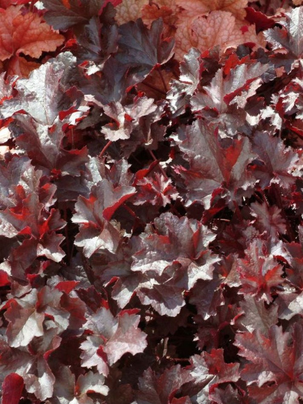 Гейхера Блэк Бьюти (Black Beauty) купить с доставкой