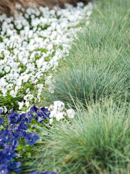 Овсяница Бадди Блю (Buddy Blue) валийская купить с доставкой