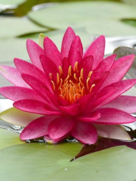 Нимфея Бордовая купить с доставкой