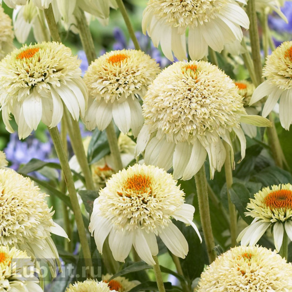 Эхинацея Милкшейк (Milkshake) купить с доставкой