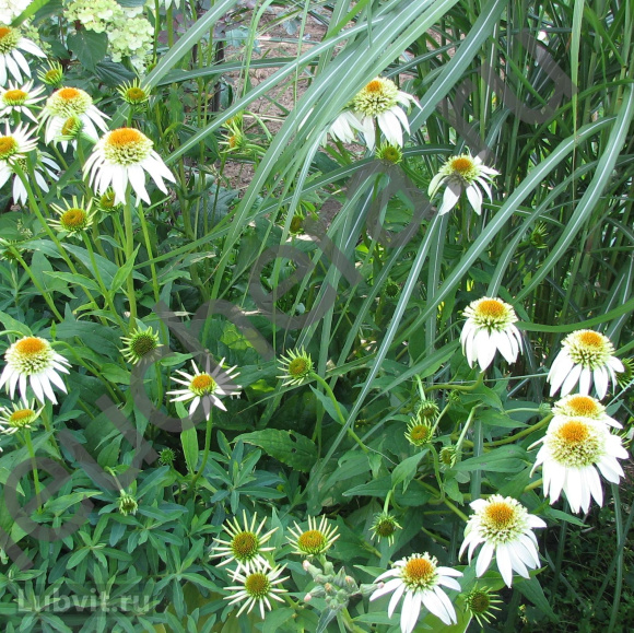 Эхинацея Милкшейк (Milkshake) купить с доставкой